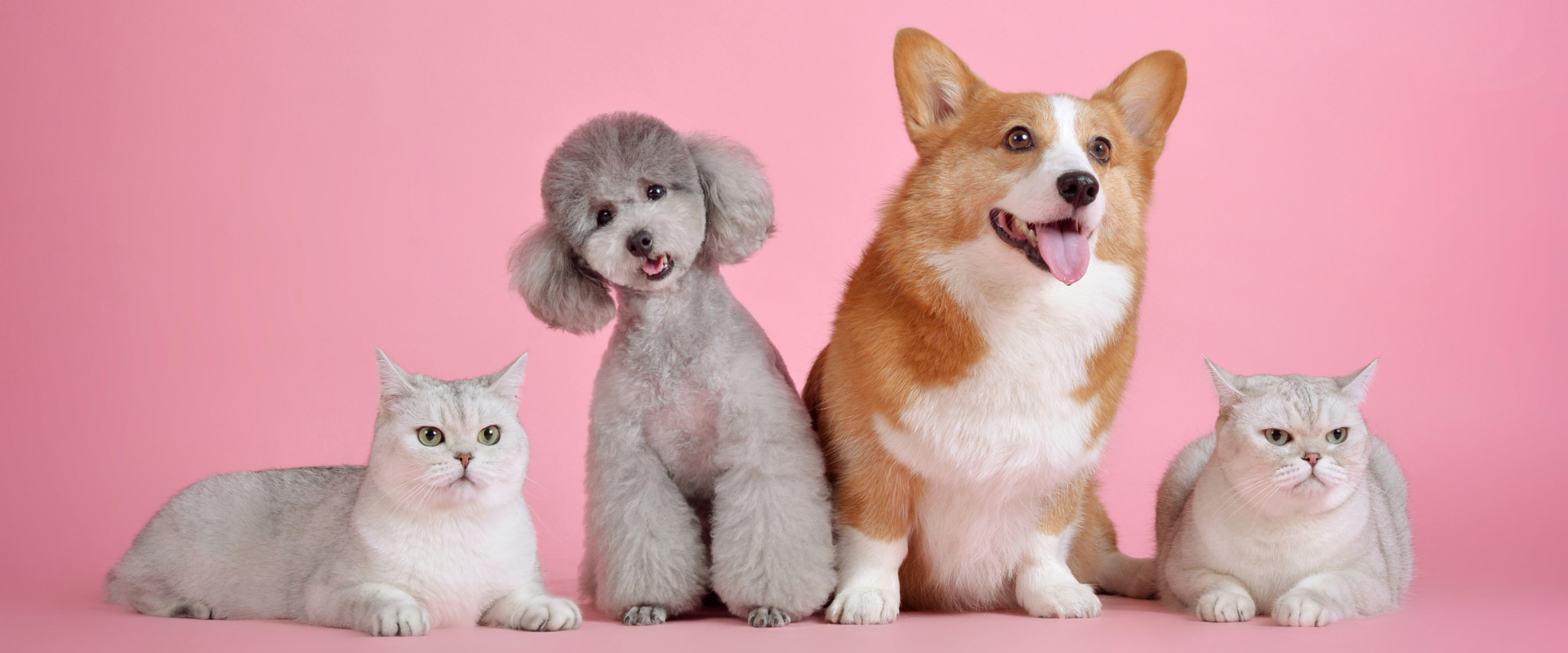 Everything Your Pet Needs — In One Place